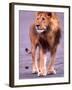 Male Lion on Dry Lake Bed, Tanzania-David Northcott-Framed Photographic Print