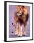 Male Lion on Dry Lake Bed, Tanzania-David Northcott-Framed Photographic Print