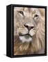 Male Lion (Panthera Leo), Addo National Park, Eastern Cape, South Africa, Africa-Ann & Steve Toon-Framed Stretched Canvas