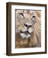 Male Lion (Panthera Leo), Addo National Park, Eastern Cape, South Africa, Africa-Ann & Steve Toon-Framed Photographic Print