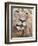 Male Lion (Panthera Leo), Addo National Park, Eastern Cape, South Africa, Africa-Ann & Steve Toon-Framed Photographic Print