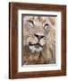 Male Lion (Panthera Leo), Addo National Park, Eastern Cape, South Africa, Africa-Ann & Steve Toon-Framed Photographic Print