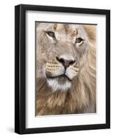 Male Lion (Panthera Leo), Addo National Park, Eastern Cape, South Africa, Africa-Ann & Steve Toon-Framed Photographic Print