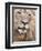 Male Lion (Panthera Leo), Addo National Park, Eastern Cape, South Africa, Africa-Ann & Steve Toon-Framed Photographic Print