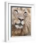 Male Lion (Panthera Leo), Addo National Park, Eastern Cape, South Africa, Africa-Ann & Steve Toon-Framed Photographic Print