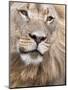 Male Lion (Panthera Leo), Addo National Park, Eastern Cape, South Africa, Africa-Ann & Steve Toon-Mounted Photographic Print