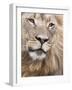 Male Lion (Panthera Leo), Addo National Park, Eastern Cape, South Africa, Africa-Ann & Steve Toon-Framed Photographic Print