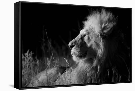 Male Lion (Panthera Leo) , in Infra Red, Masai Mara, Kenya-null-Framed Stretched Canvas