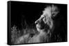 Male Lion (Panthera Leo) , in Infra Red, Masai Mara, Kenya-null-Framed Stretched Canvas