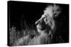 Male Lion (Panthera Leo) , in Infra Red, Masai Mara, Kenya-null-Stretched Canvas