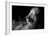 Male Lion (Panthera Leo) , in Infra Red, Masai Mara, Kenya-null-Framed Photographic Print