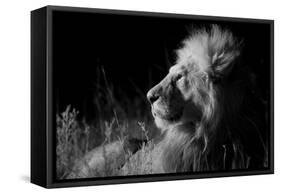 Male Lion (Panthera Leo) , in Infra Red, Masai Mara, Kenya-null-Framed Stretched Canvas