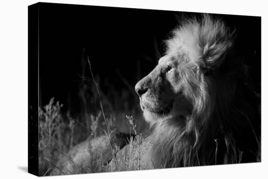 Male Lion (Panthera Leo) , in Infra Red, Masai Mara, Kenya-null-Stretched Canvas