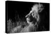 Male Lion (Panthera Leo) , in Infra Red, Masai Mara, Kenya-null-Stretched Canvas