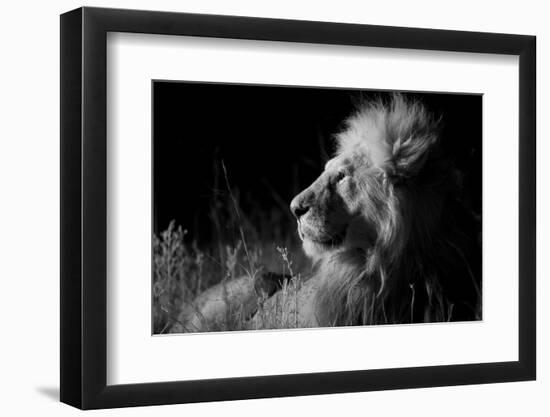 Male Lion (Panthera Leo) , in Infra Red, Masai Mara, Kenya-null-Framed Photographic Print