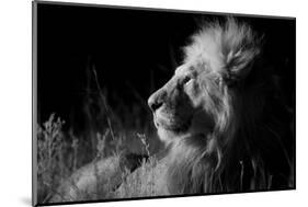 Male Lion (Panthera Leo) , in Infra Red, Masai Mara, Kenya-null-Mounted Photographic Print