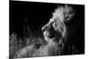 Male Lion (Panthera Leo) , in Infra Red, Masai Mara, Kenya-null-Mounted Photographic Print