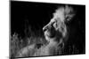 Male Lion (Panthera Leo) , in Infra Red, Masai Mara, Kenya-null-Mounted Premium Photographic Print