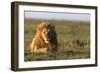 Male lion (Panthera leo) in savanna, Masai Mara National Reserve, Kenya, East Africa, Africa-Godong-Framed Photographic Print