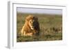 Male lion (Panthera leo) in savanna, Masai Mara National Reserve, Kenya, East Africa, Africa-Godong-Framed Photographic Print