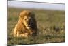 Male lion (Panthera leo) in savanna, Masai Mara National Reserve, Kenya, East Africa, Africa-Godong-Mounted Photographic Print