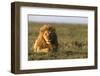 Male lion (Panthera leo) in savanna, Masai Mara National Reserve, Kenya, East Africa, Africa-Godong-Framed Photographic Print