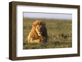 Male lion (Panthera leo) in savanna, Masai Mara National Reserve, Kenya, East Africa, Africa-Godong-Framed Photographic Print