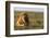 Male lion (Panthera leo) in savanna, Masai Mara National Reserve, Kenya, East Africa, Africa-Godong-Framed Photographic Print