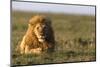 Male lion (Panthera leo) in savanna, Masai Mara National Reserve, Kenya, East Africa, Africa-Godong-Mounted Photographic Print