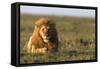 Male lion (Panthera leo) in savanna, Masai Mara National Reserve, Kenya, East Africa, Africa-Godong-Framed Stretched Canvas