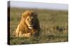 Male lion (Panthera leo) in savanna, Masai Mara National Reserve, Kenya, East Africa, Africa-Godong-Stretched Canvas