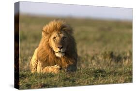 Male lion (Panthera leo) in savanna, Masai Mara National Reserve, Kenya, East Africa, Africa-Godong-Stretched Canvas