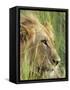 Male Lion, Panthera Leo, in the Grass, Kruger National Park, South Africa, Africa-Ann & Steve Toon-Framed Stretched Canvas