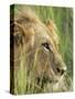 Male Lion, Panthera Leo, in the Grass, Kruger National Park, South Africa, Africa-Ann & Steve Toon-Stretched Canvas