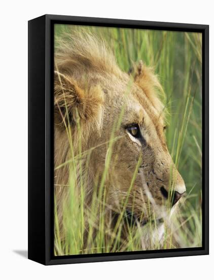 Male Lion, Panthera Leo, in the Grass, Kruger National Park, South Africa, Africa-Ann & Steve Toon-Framed Stretched Canvas