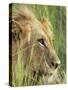 Male Lion, Panthera Leo, in the Grass, Kruger National Park, South Africa, Africa-Ann & Steve Toon-Stretched Canvas