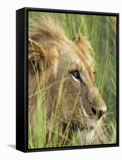 Male Lion, Panthera Leo, in the Grass, Kruger National Park, South Africa, Africa-Ann & Steve Toon-Framed Stretched Canvas