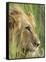 Male Lion, Panthera Leo, in the Grass, Kruger National Park, South Africa, Africa-Ann & Steve Toon-Framed Stretched Canvas