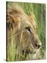 Male Lion, Panthera Leo, in the Grass, Kruger National Park, South Africa, Africa-Ann & Steve Toon-Stretched Canvas