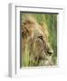 Male Lion, Panthera Leo, in the Grass, Kruger National Park, South Africa, Africa-Ann & Steve Toon-Framed Photographic Print