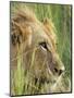 Male Lion, Panthera Leo, in the Grass, Kruger National Park, South Africa, Africa-Ann & Steve Toon-Mounted Photographic Print