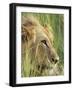 Male Lion, Panthera Leo, in the Grass, Kruger National Park, South Africa, Africa-Ann & Steve Toon-Framed Photographic Print