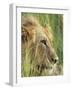 Male Lion, Panthera Leo, in the Grass, Kruger National Park, South Africa, Africa-Ann & Steve Toon-Framed Photographic Print