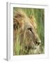 Male Lion, Panthera Leo, in the Grass, Kruger National Park, South Africa, Africa-Ann & Steve Toon-Framed Photographic Print