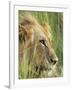 Male Lion, Panthera Leo, in the Grass, Kruger National Park, South Africa, Africa-Ann & Steve Toon-Framed Photographic Print