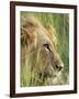 Male Lion, Panthera Leo, in the Grass, Kruger National Park, South Africa, Africa-Ann & Steve Toon-Framed Photographic Print