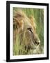 Male Lion, Panthera Leo, in the Grass, Kruger National Park, South Africa, Africa-Ann & Steve Toon-Framed Photographic Print