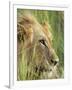 Male Lion, Panthera Leo, in the Grass, Kruger National Park, South Africa, Africa-Ann & Steve Toon-Framed Photographic Print