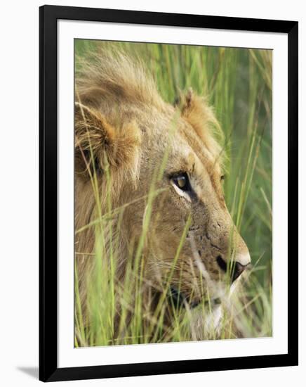 Male Lion, Panthera Leo, in the Grass, Kruger National Park, South Africa, Africa-Ann & Steve Toon-Framed Photographic Print