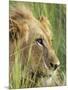 Male Lion, Panthera Leo, in the Grass, Kruger National Park, South Africa, Africa-Ann & Steve Toon-Mounted Photographic Print
